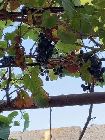 elan nədir: 3 otaqlı, 80 kv. m, Orta təmir — 5