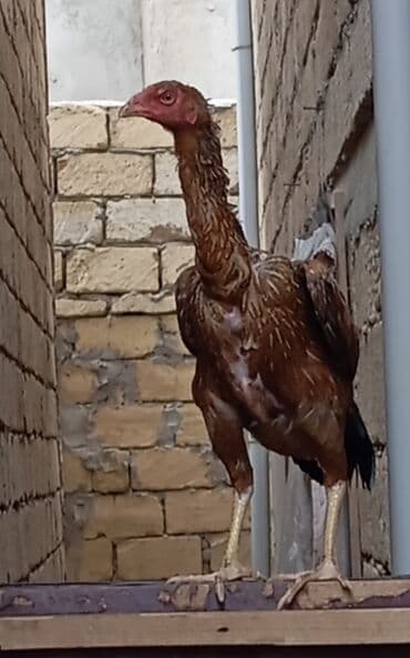 Heyvanlar üçün mallar: Xoruz, Heyratı, il: 1, Ödənişli çatdırılma — 6