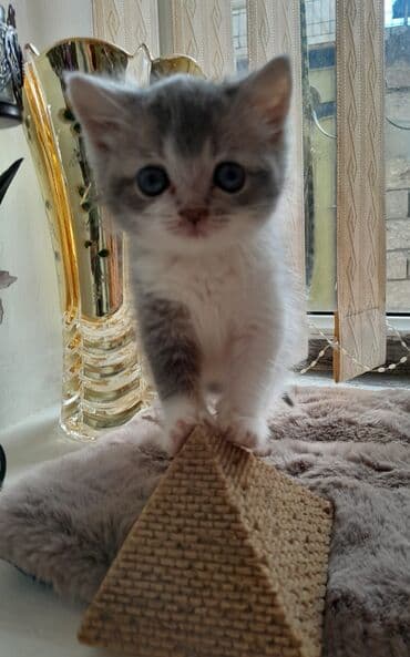 Akvariumlar: Şotland — 7