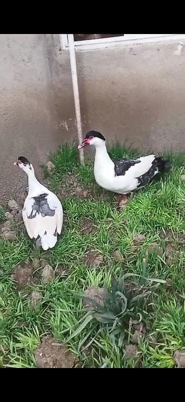 Yemlər: SATILIR CÜT XORUZ FƏRƏ QİYMƏT CÜTÜNƏ AYİDİR — 3