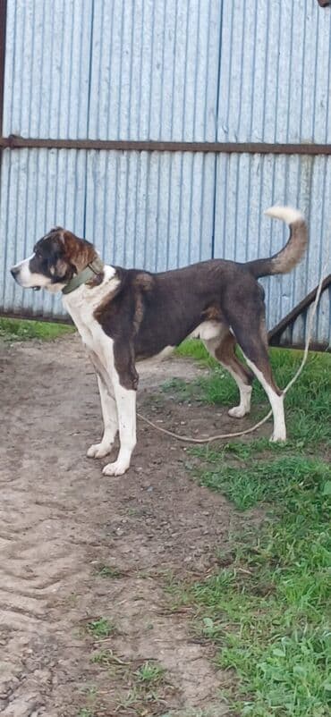 pitbul itləri: Qurdbasar, 1 il, Erkek, Peyvəndli, Rayonlara çatdırılma — 3