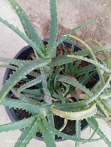 mis tavalar: Aloe vera (sukkulent) – iri plastik dibçəklə birlikdə - Bitki: Aloe — 2