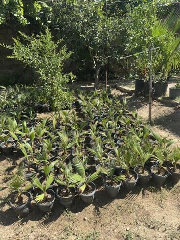 palma ağacı: Vaşinkton palmasi (qiymət 5 - 10 manat ) (500-550 dənə var ) Böyuk — 3