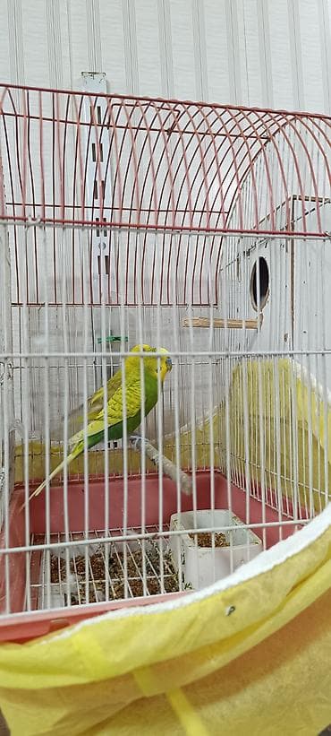 cex qus: Oz quslarımdı tam saglamdilar, hər şey üstundə verilir — 4