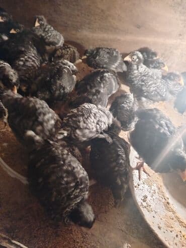 Akvariumlar: Toyuq cücələri, Ətlik — 3