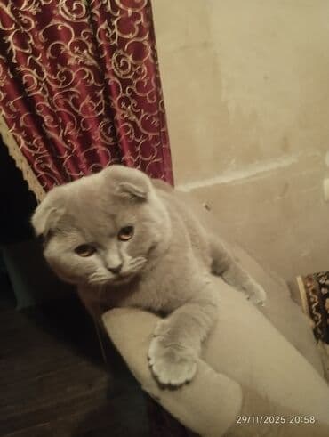 pişik qutusu: Şotland yastı qulaq, Dişi — 1