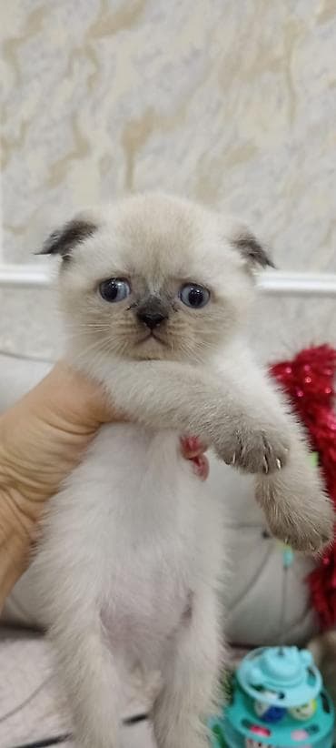 pişik pers: Şirin bala pişiklər Xüsusiyyətlər: - Uzun və çox yumşaq tüklü - Mavi — 4