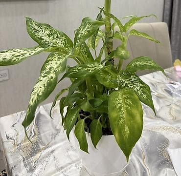 diffenbaxiya bitkisi haqqinda melumat: Dieffenbachia (ağ xallı tropik otaq bitkisi) - Növ: Dieffenbachia — 2