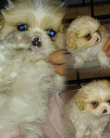 Pekines, 2 ay, Erkek, Peyvəndli, Ünvandan götürmə