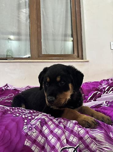 ucuz ev itləri: Rotveyler, 2 ay, Dişi — 3