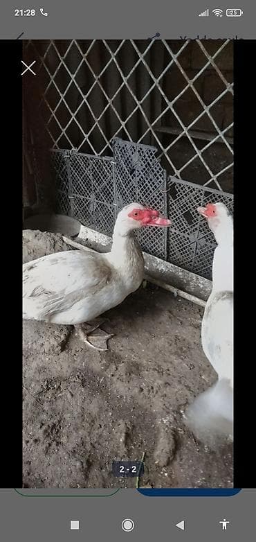 kayuqa ordəyi: Erkək, | Lal ördək, Ətlik, Ünvandan götürmə — 1