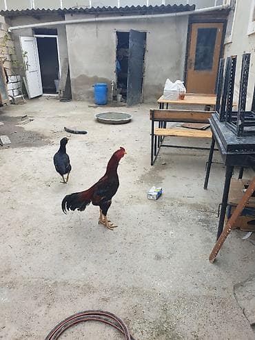 Sonu 2 biryerdə 100