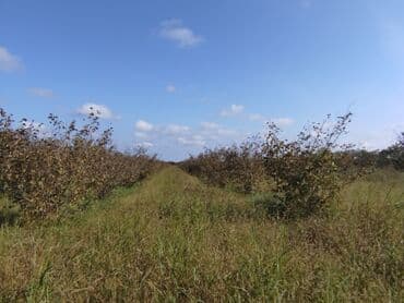 mağazalar üçün obyektlərin icarəsi: 100 sot, Kənd təsərrüfatı, Mülkiyyətçi, Kupça (Çıxarış) — 7