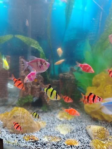 tetra: Dördbucaq akvarium, Balıqlarla birlikdə, 70 l, Ünvandan götürmə, Ödənişli çatdırılma, Rayonlara çatdırılma — 2