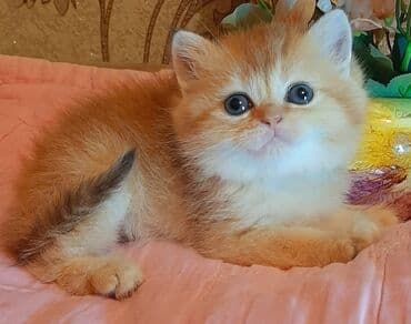 qold pişik: Britan, Dişi — 1