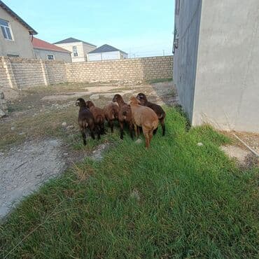 quzu şəkilləri: Salam aleyküm 7 dene emlik quzum cxdı satqa isdiyen buyursun elaqe — 8