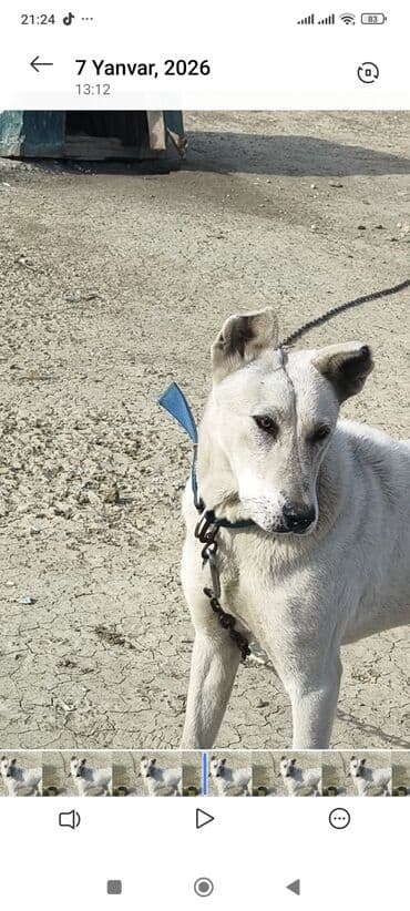 ev quşları haqqında melumat: Məhsul: Qoruyucu it (ağ rəng, qısa tüklü) Təsvir: - Orta-böyük — 7