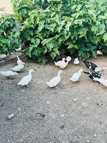 qara avcarka: Ağ ördək sürüsü – ev şəraitində saxlanılır. - Cins: Pekin tipli ağ — 5
