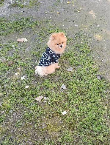 Птицы: Шпиц, 5 лет, Самец, Для вязки — 2