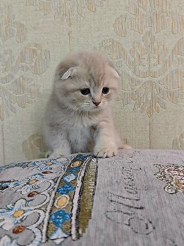 kanqal satilir: Erkək, Dişi — 2