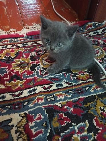 heyvan: Yaxşı əllərə — 2