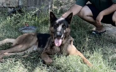 pitbull tap az: Немецкая овчарка, Самец, Самовывоз — 1