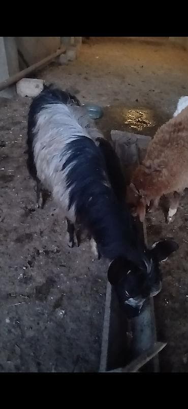 qaz bala: Ekiz balali diwi di balalari cavan 3 cu qarin saqlam ve cox sudu — 6