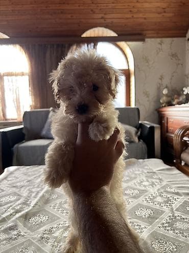 balaca şirin itler: Pudel, 2 ay, Dişi, Pulsuz çatdırılma — 1