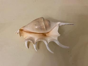 07 sekilleri indir: Tebii baliq qulagi.Kırımdan — 2