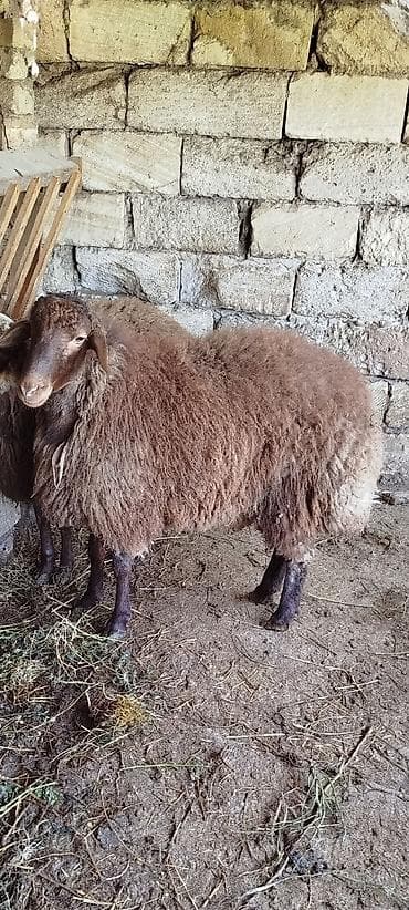 Qurbanliq quzu diri cekisi 10m lalafo.az -da Qurbanliq quzu diri cekisi 10m