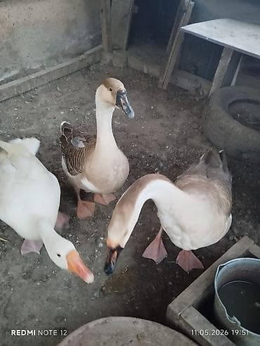 2 ərkek 1 dişi yumurtduyan heyvanlardır sort: linda quban qazıdır lalafo.az -da 2 ərkek 1 dişi yumurtduyan heyvanlardır sort: linda quban qazıdır