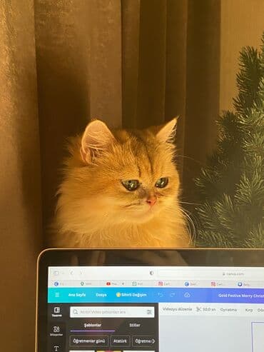 heyvanlar cütləşməsi: Şinşilla — 23