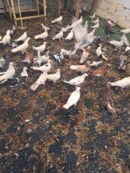 quş yuvasi: 4 manat Təsvir: - Növlər: müxtəlif rəng və naxışlarda ev/oyun — 12