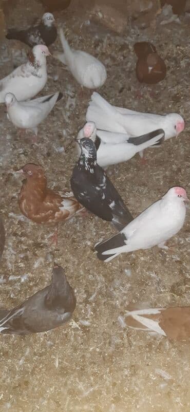 İtlər: 3 eded cil 40 azn tek tek isdeseniz 1 eded 15 azn 2 si erkek 1 maya — 1