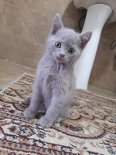 benqal pisik: Şotland, Erkək, Yaxşı əllərə — 7