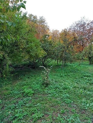 daşınmaz əmlakın satışı: 50 sot, Tikinti, Mülkiyyətçi — 5