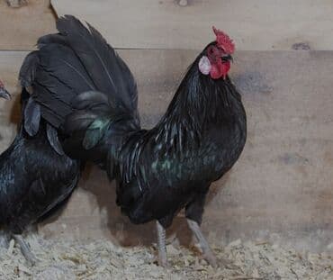 cuceye verilen adlar: Toyuq, Yumurtalıq — 2