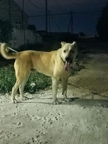 qafqaz itləri: İt – iri cüssəli, güclü quruluşlu, açıq qızılı rəngdə, sinəsi və — 4