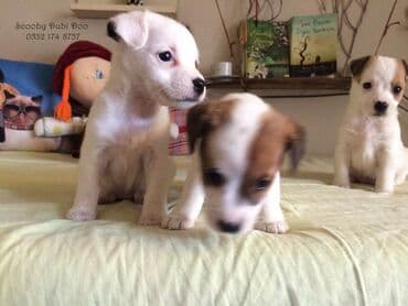 черный терьер купить щенка: Джек-рассел-терьер — 1