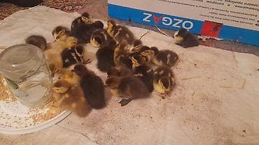 23 dənə ördəy balası macar zümrüdü krasnadar lavanda fevralın 23