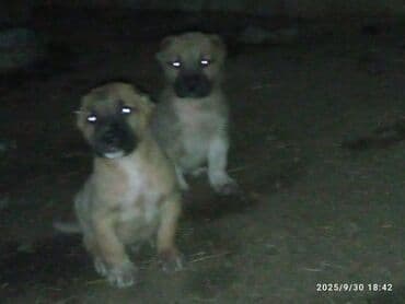 it bazari hardadi: Məhsul: İt balaları Təsvir: - Şəkillərdəki balalar qəhvəyi-boz rəng — 1