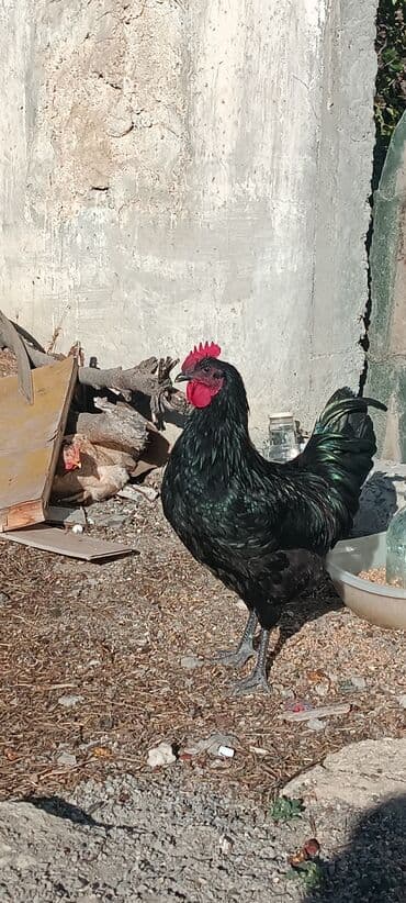 dovwan satiwi: Australorp Qara rəngli xoruz 6 ayliq 2 eded xoruz satilir - — 4