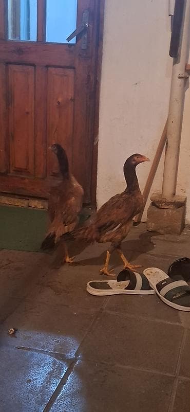 Digər kənd təsərrüfatı heyvanları: Toyuq cücələri, Damazlıq — 1