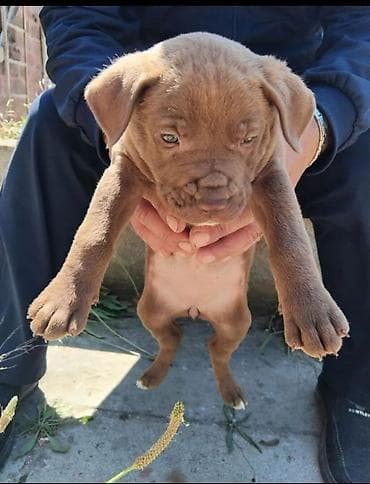 Pitbul, 2 ay, Erkek lalafo.az -da Pitbul, 2 ay, Erkek