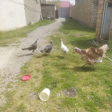 hinduşka balalari: Erkək, Damazlıq — 2