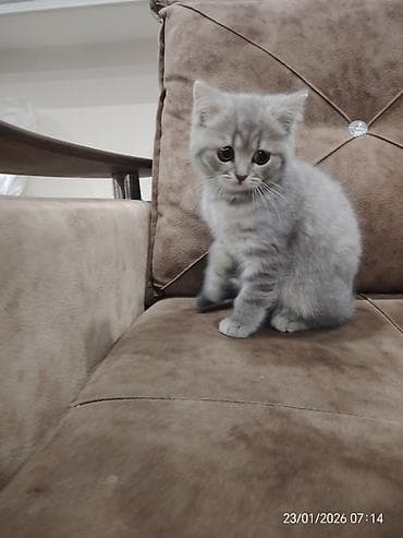 it yemleri: Şotland, Dişi — 3