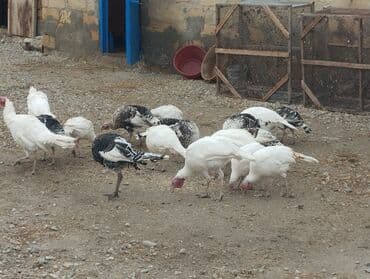 hinduşka əti qiyməti: Quşlar Gilezidedi hamsi bir yerde 35 den satilir kimese 2.3 dene — 6