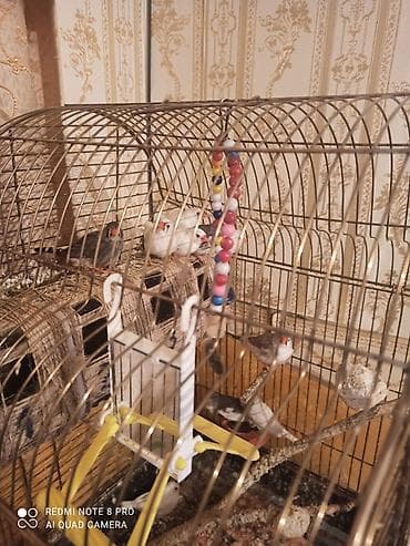 sisar quşu: Zebra amadinleri. 11 ededdir. 2 cut qalanlarida oz balalaridir — 3