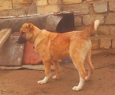 heyvan cantası: Peyvəndli — 2