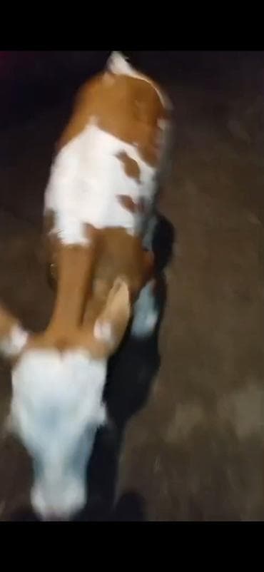 20 günlik temiz qan semetalı satlır semetalı bizov dişdi birde bir